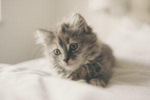 Muchos traumas hay que tener para que esta linda cosita no genere confianza :)